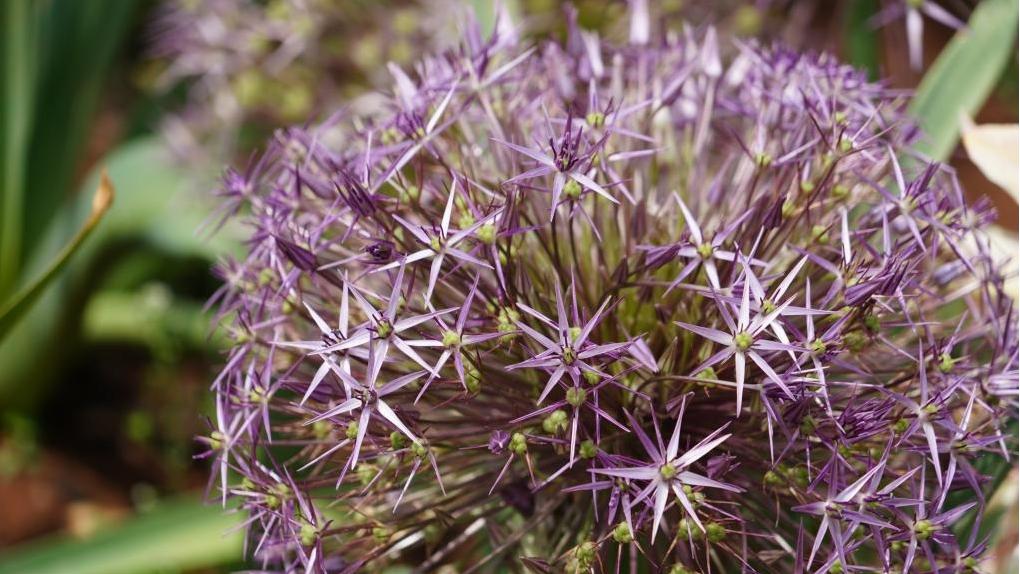 Feature: China, Uzbekistan jointly safeguard global Allium diversity