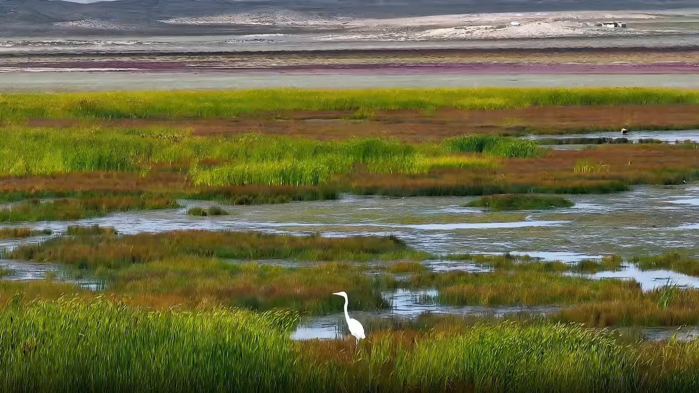 Migratory birds bring Qinghai wetland to life in autumn