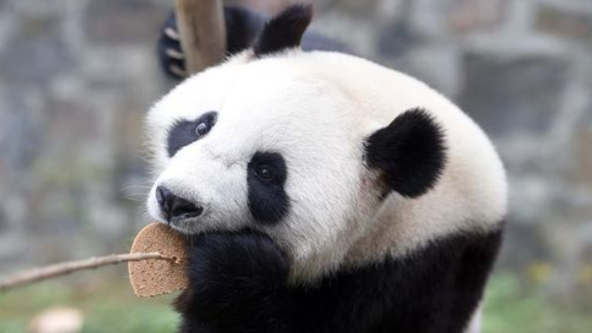 Panda cub feasts on Mid-Autumn mooncakes