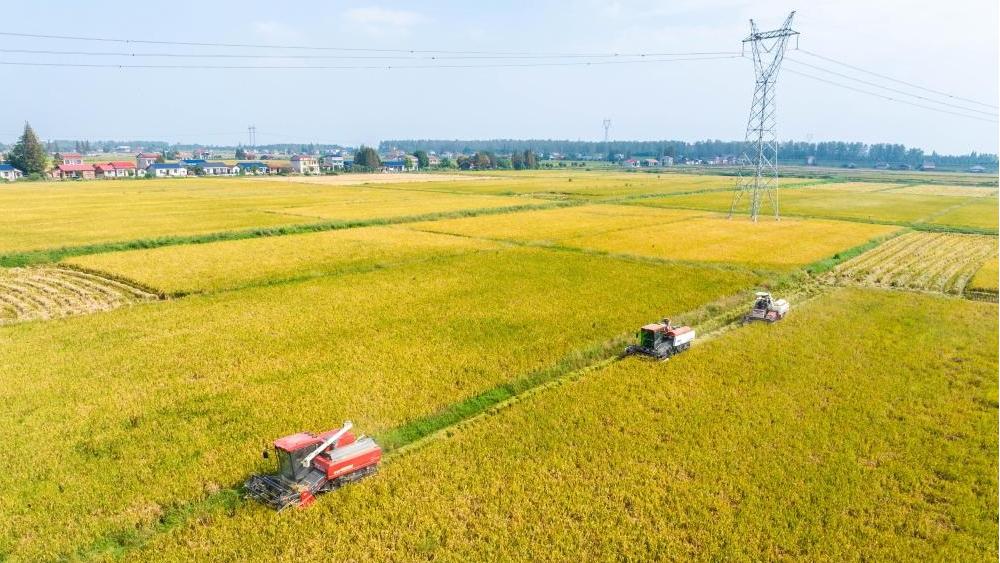 Nanxian County in C China's Hunan enters harvest season
