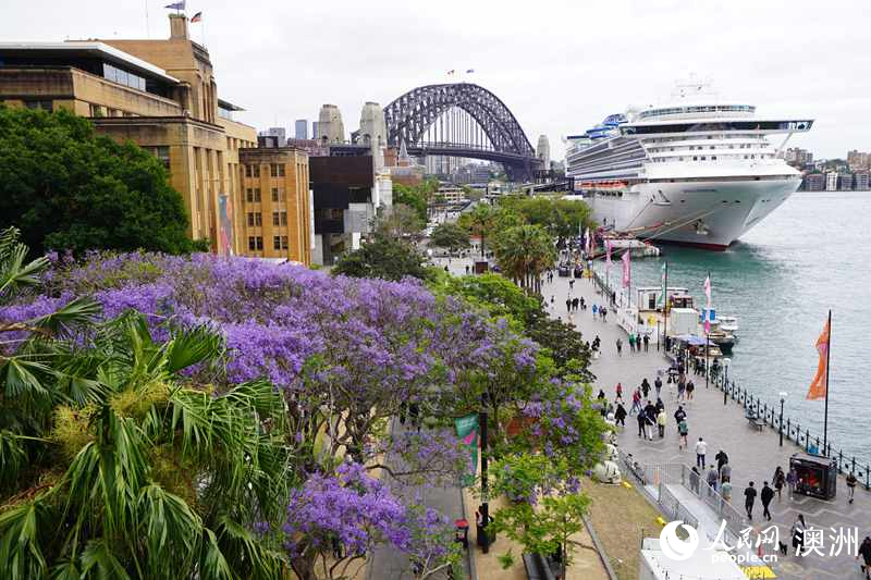 In pics: Jacaranda trees in full bloom in Sydney, Australia