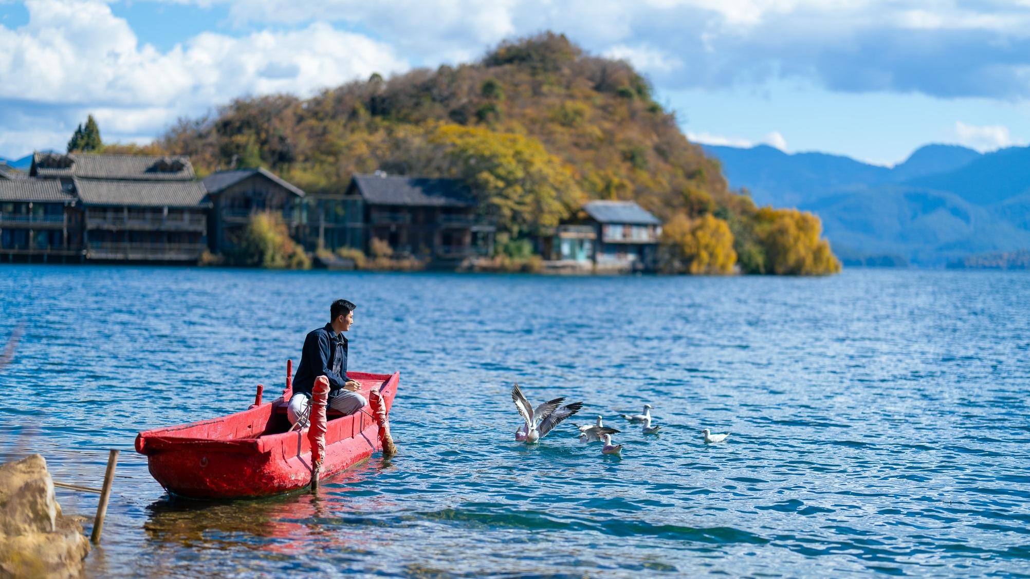 First batch of wintering black-headed gulls arrive at Lugu Lake in Yunnan