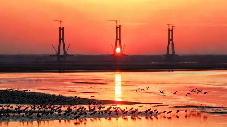 Mesmerizing views of common cranes roaming banks of Yellow River in C China's Henan