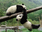 Sichuan Giant Panda Sanctuaries