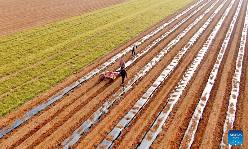 An aerial drone photo taken on March 8, 2025 shows farmers covering potatoes with <em>mu</em>lch film on a farmland of Zhongcun Town, Pingyi County, in east China's Shandong Province. Photo: Xinhua