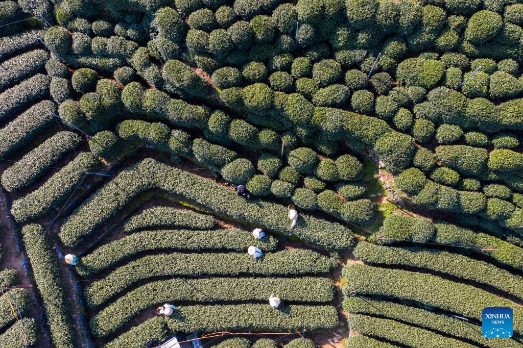 An aerial drone photo shows tea farmers picking this year's first batch of West Lake Longjing tea in Wengjiashan Mountains, the first-class protected area of West Lake Longjing tea base, in Hangzhou, east China's Zhejiang Province, March 20, 2025. Hangzhou's West Lake Longjing tea (or Dragon Well Tea) officially started to be picked on the day of Spring Equinox, or Chunfen in Chinese. (Photo: Xinhua)