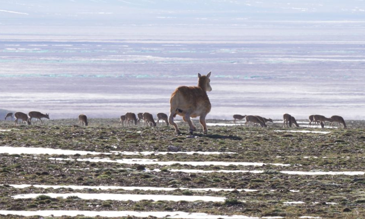 The first-ever home-made bionic Tibetan antelope robot Photo: Wechat account of the DEEP Robotics