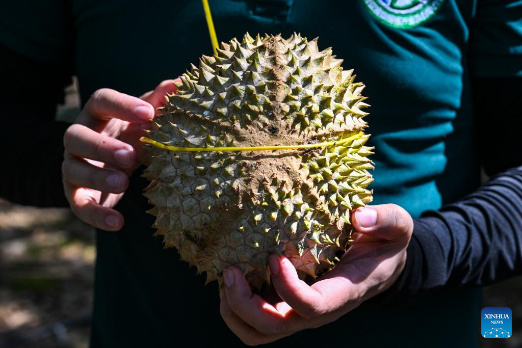 Malaysian durians reach China in 36 hours