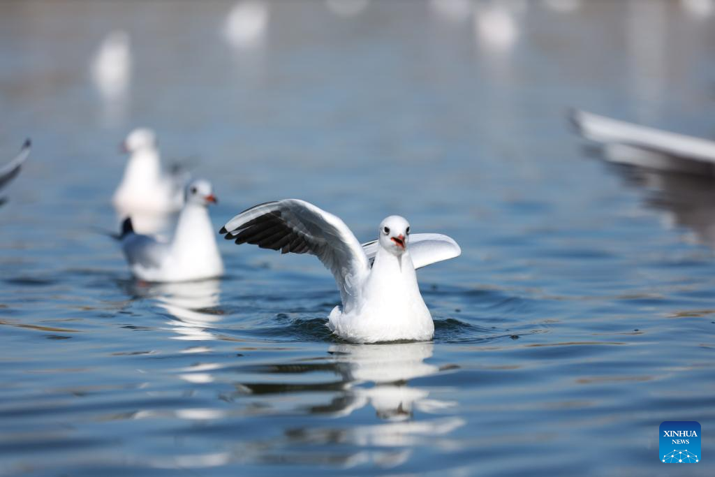 In pics: black-headed gulls in Yinchuan, China's Ningxia